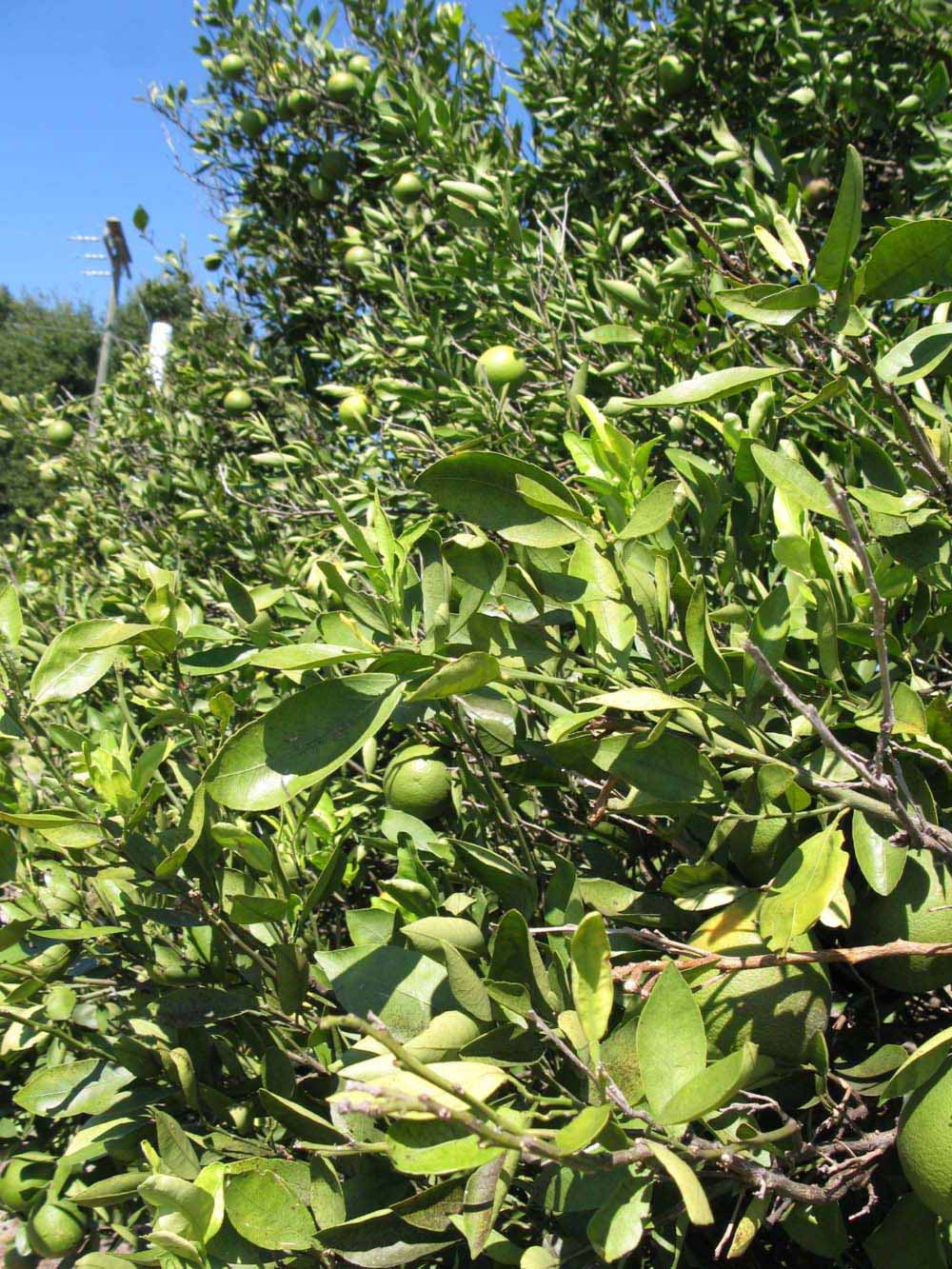              Sun leaves (Winter Haven, FL)       
